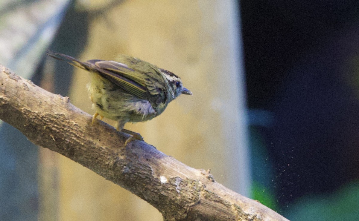 Three-striped Warbler - ML646663522