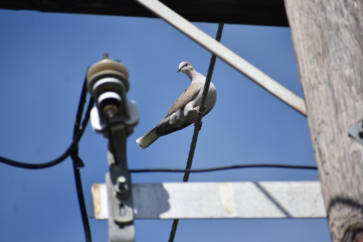 African Collared-Dove - ML646663528