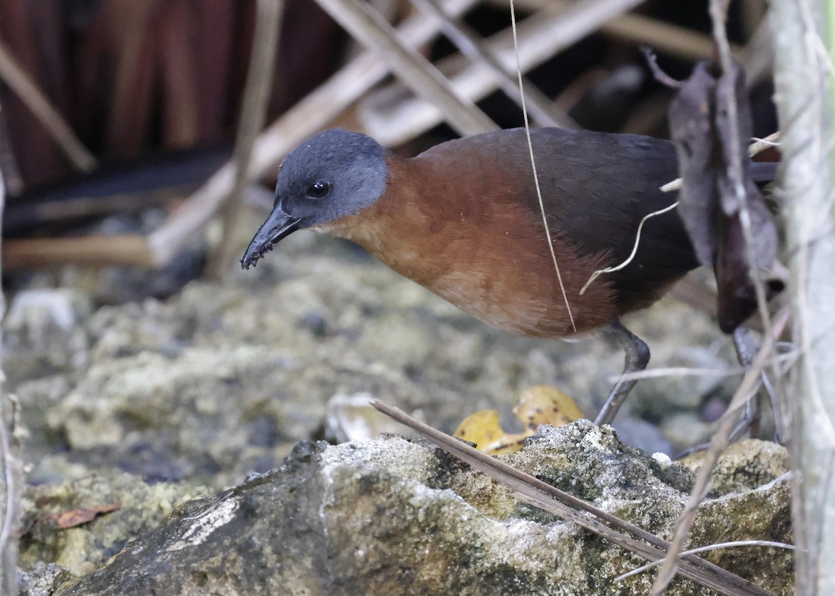 Ruddy Crake - ML646663529