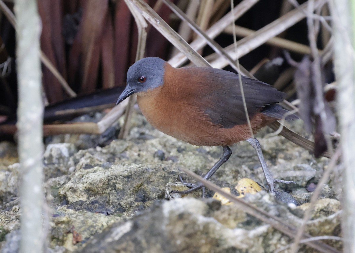 Ruddy Crake - ML646663530