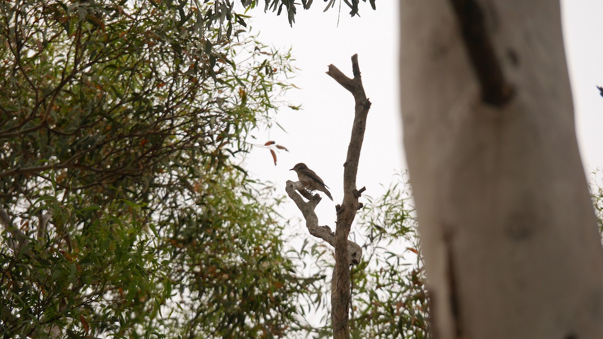 White-winged Triller - ML646663531