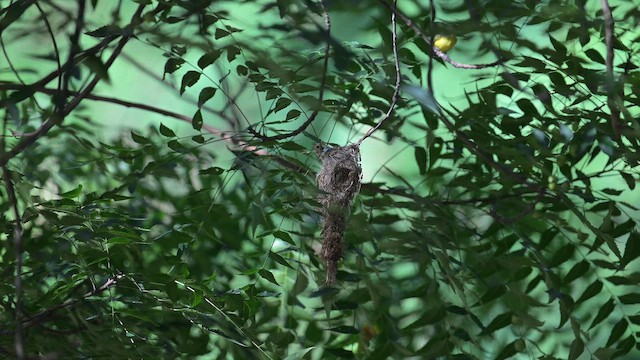 Common Tody-Flycatcher - ML646663533