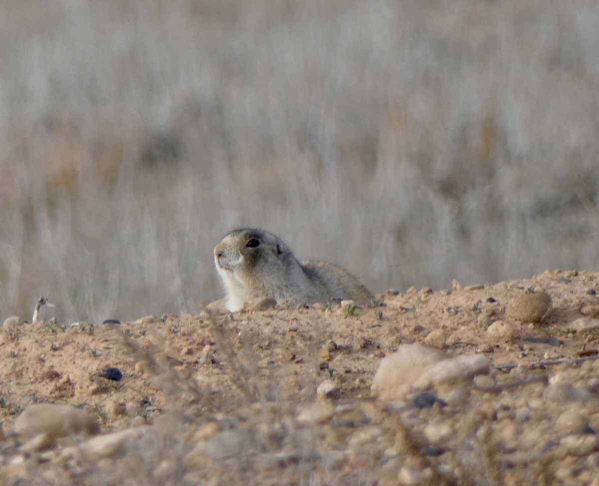 Prairie Dogs - ML646663537