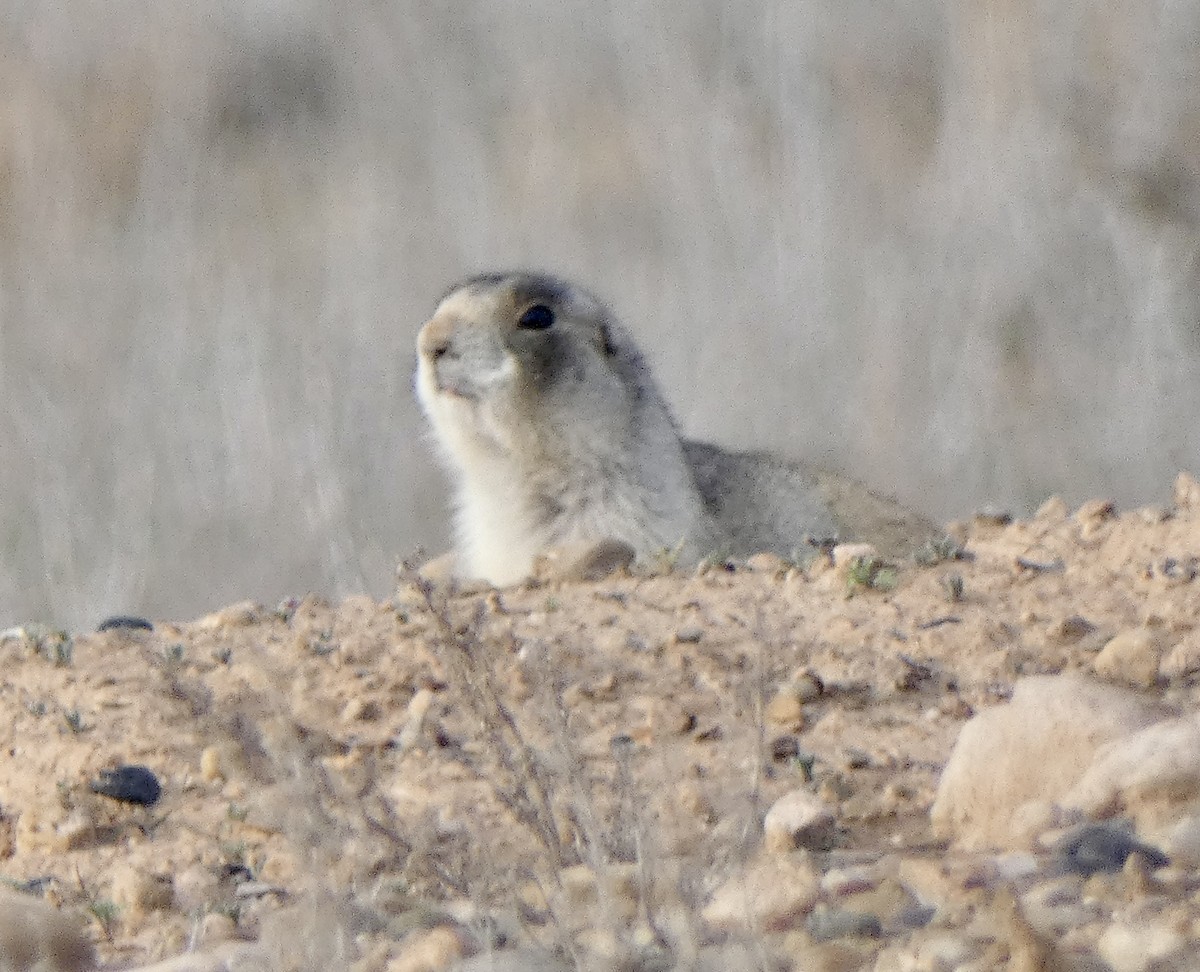 Prairie Dogs - ML646663538