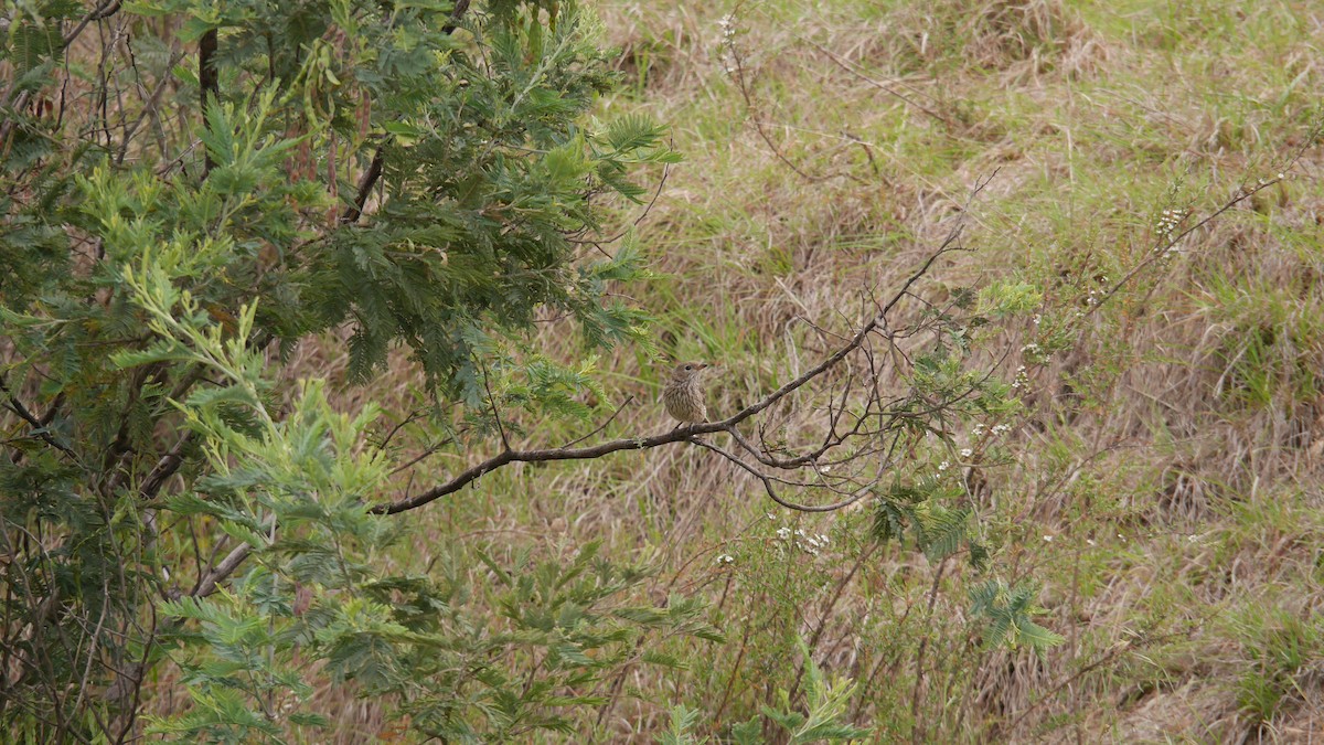 Rufous Whistler - ML646663539