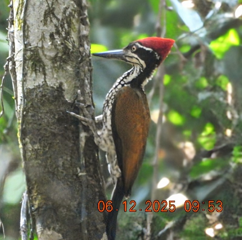 Malabar Flameback - ML646663541