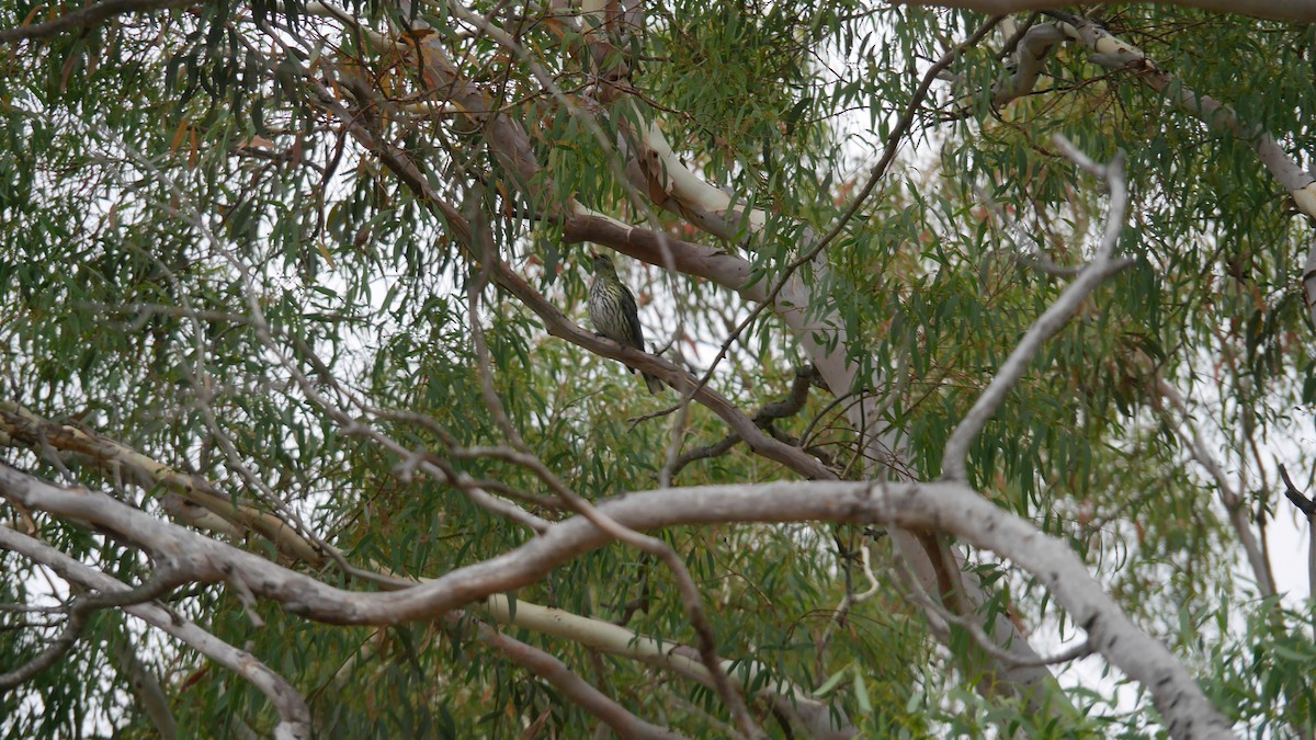 Olive-backed Oriole - ML646663542