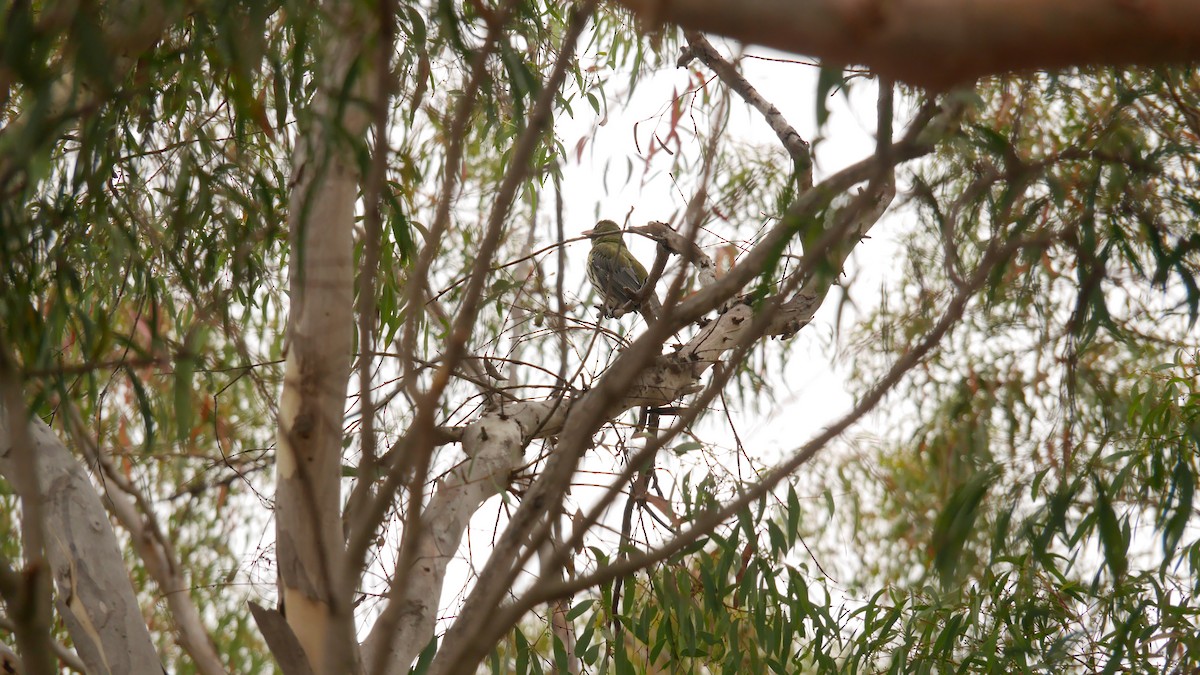 Olive-backed Oriole - ML646663543