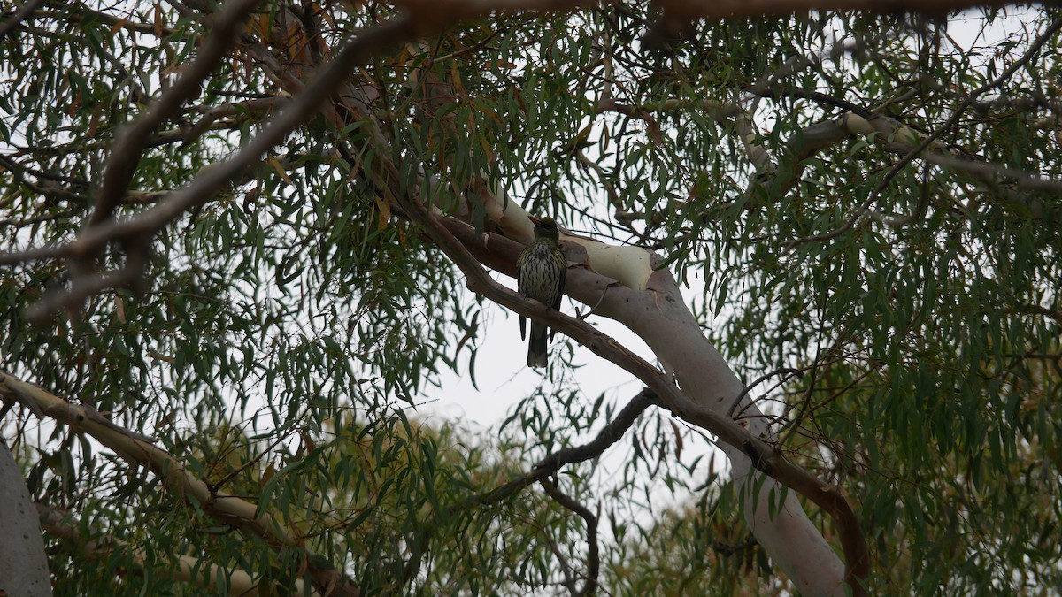 Olive-backed Oriole - ML646663545
