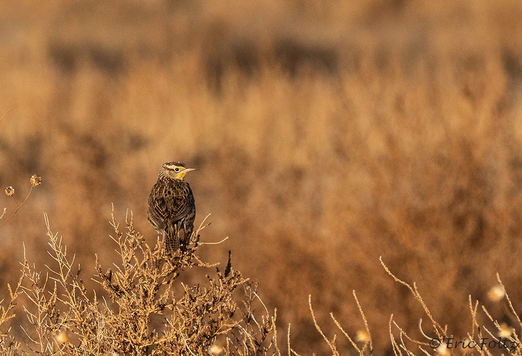 Western Meadowlark - ML646663547