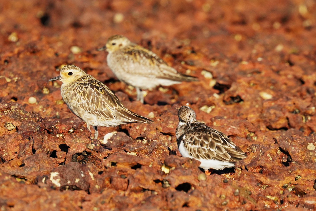 Pacific Golden-Plover - ML646663554