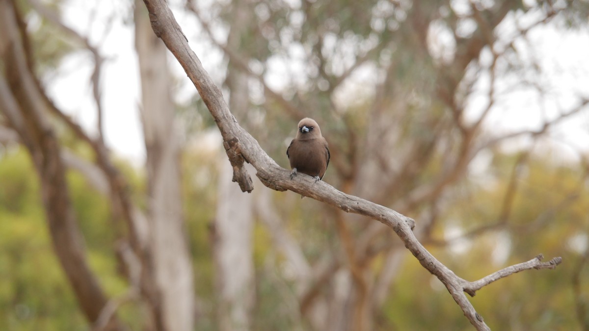 Dusky Woodswallow - ML646663559