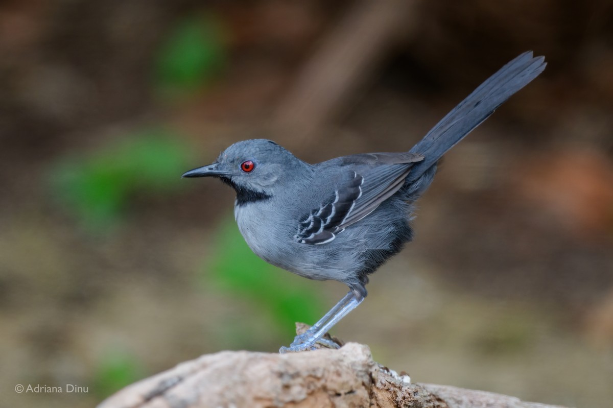 Slender Antbird - ML646663566