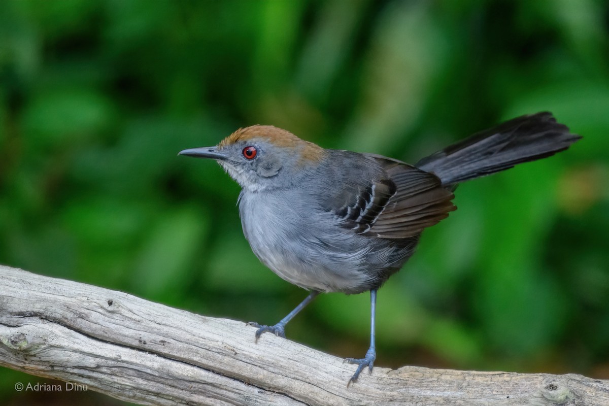 Slender Antbird - ML646663567