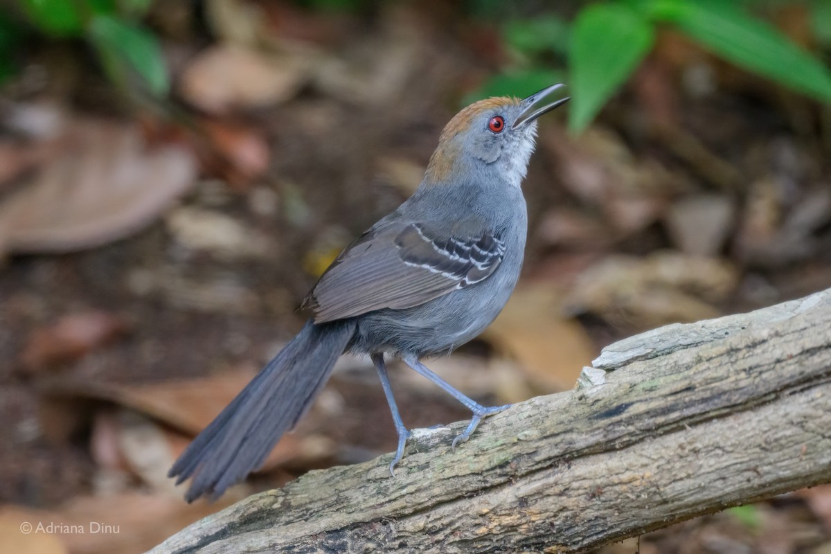 Slender Antbird - ML646663568