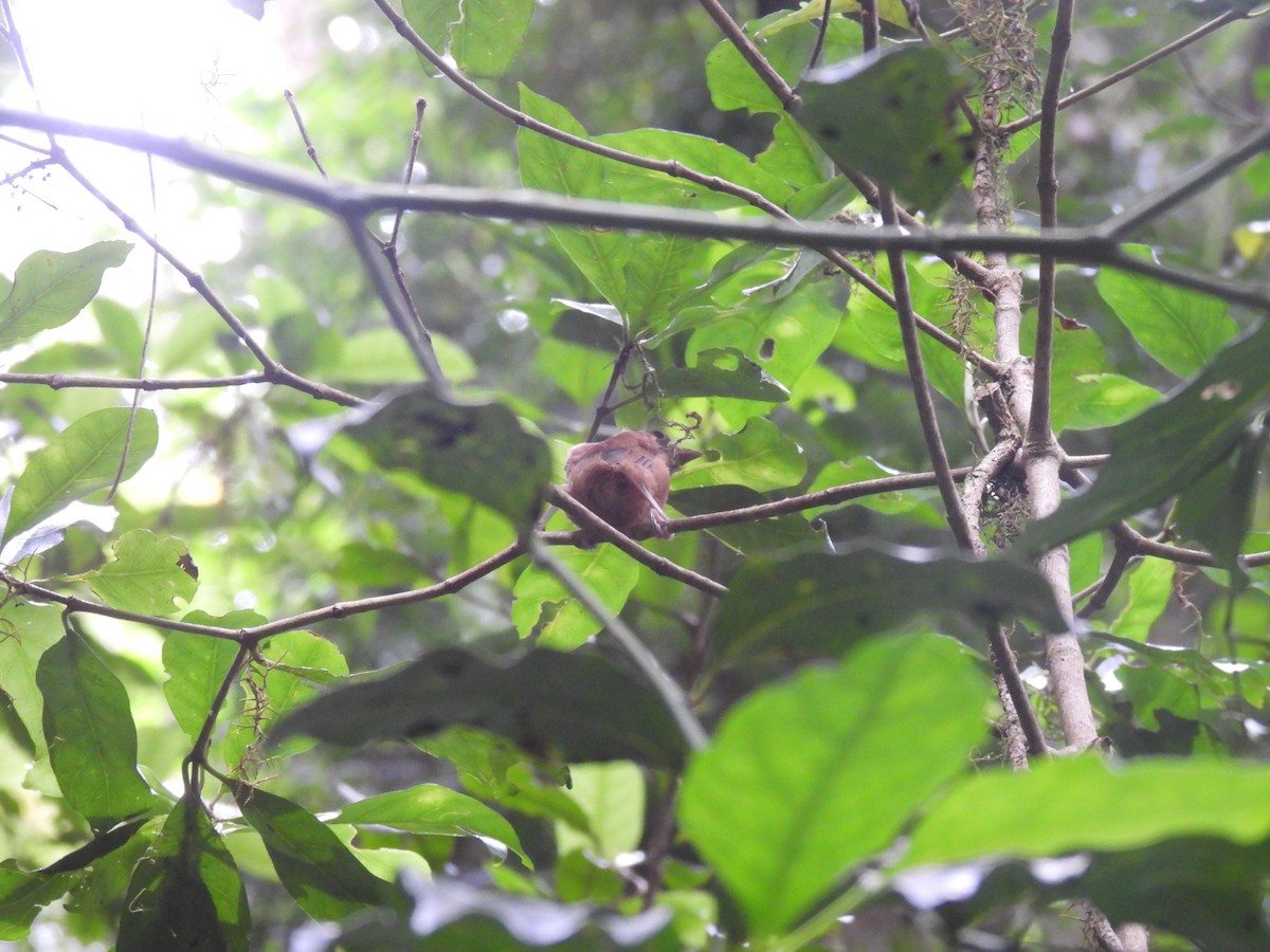 tanımsız Passeriformes sp. - ML646663570