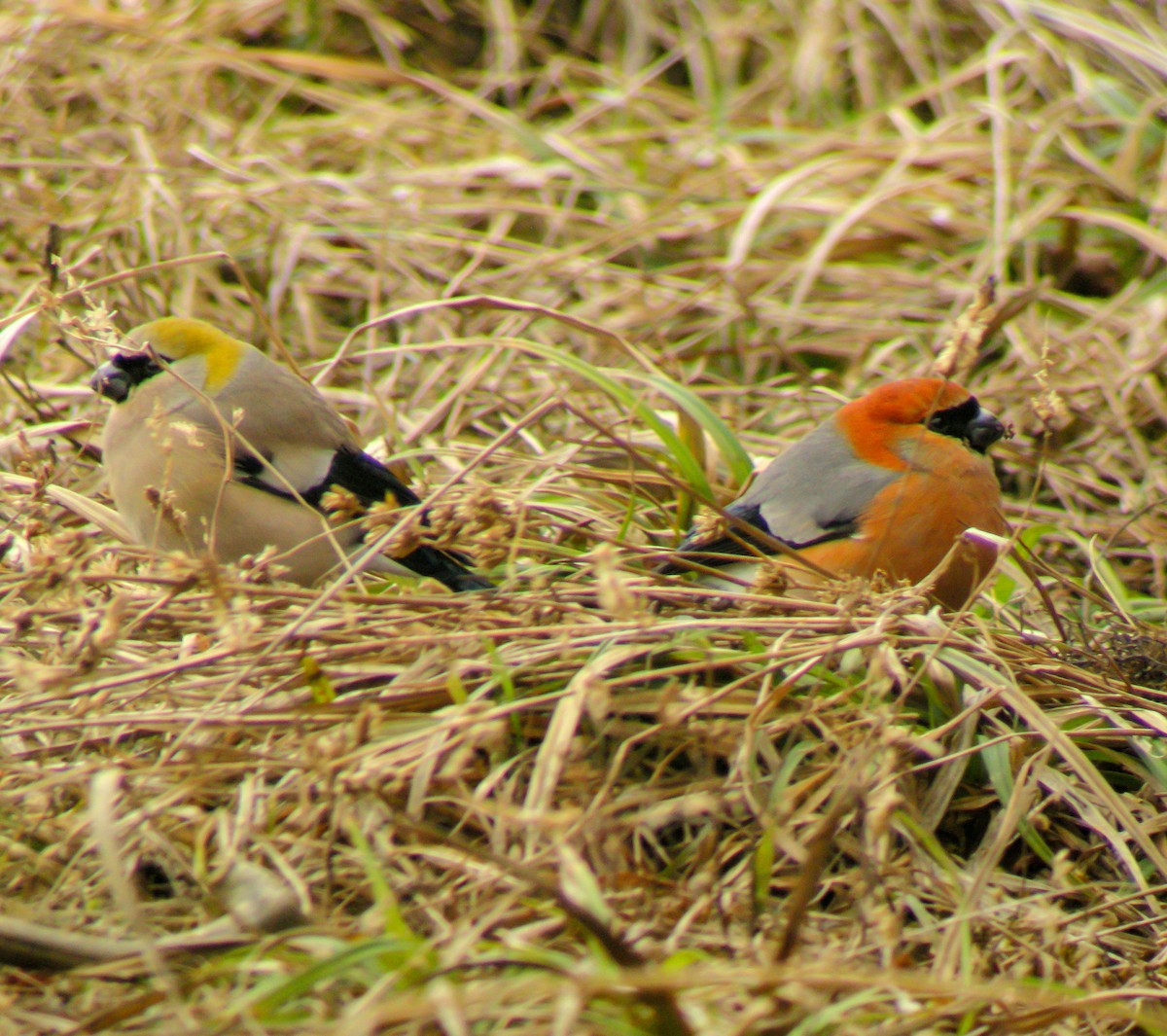 Red-headed Bullfinch - ML646663573