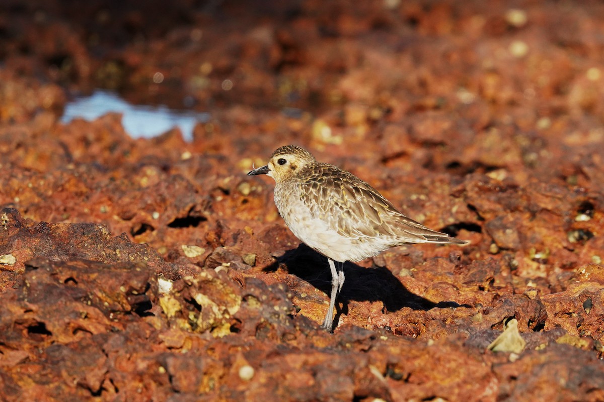 Pacific Golden-Plover - ML646663574