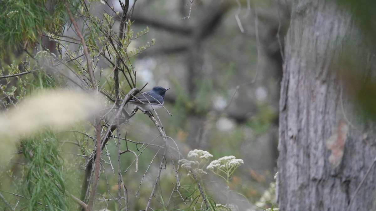 Leaden Flycatcher - ML646663577
