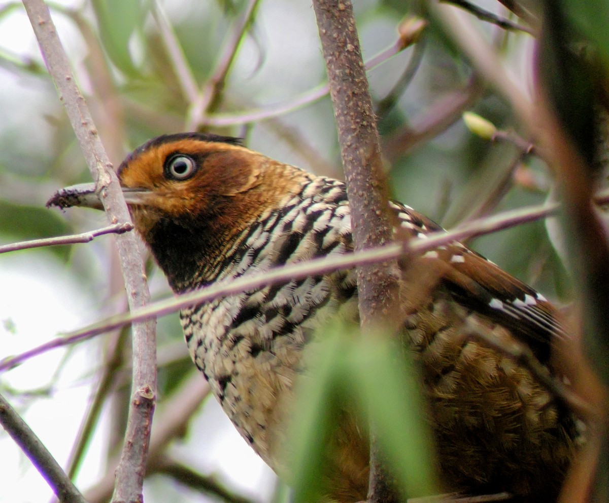 Spotted Laughingthrush - ML646663580
