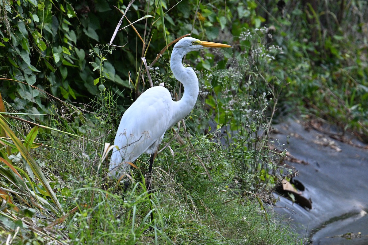 לבנית גדולה - ML646663581