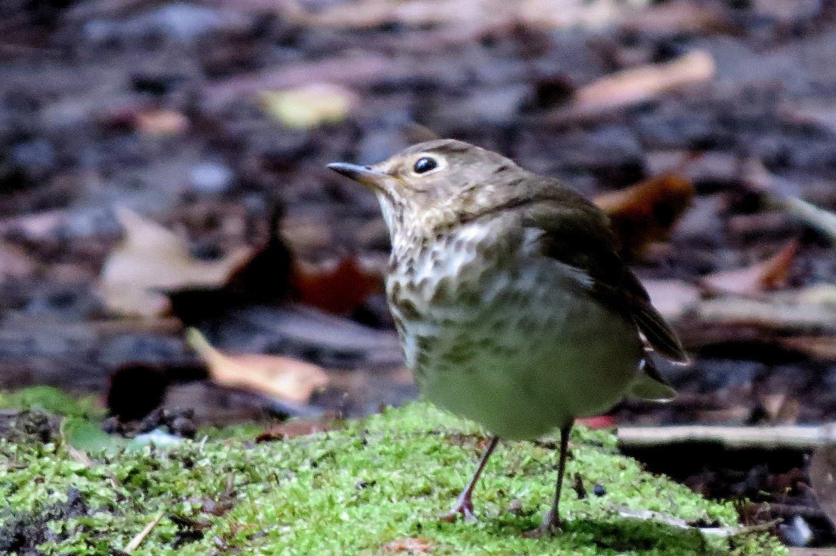 brunkinnskogtrost - ML646663586