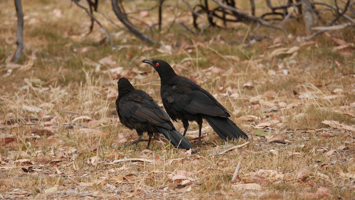 White-winged Chough - ML646663587