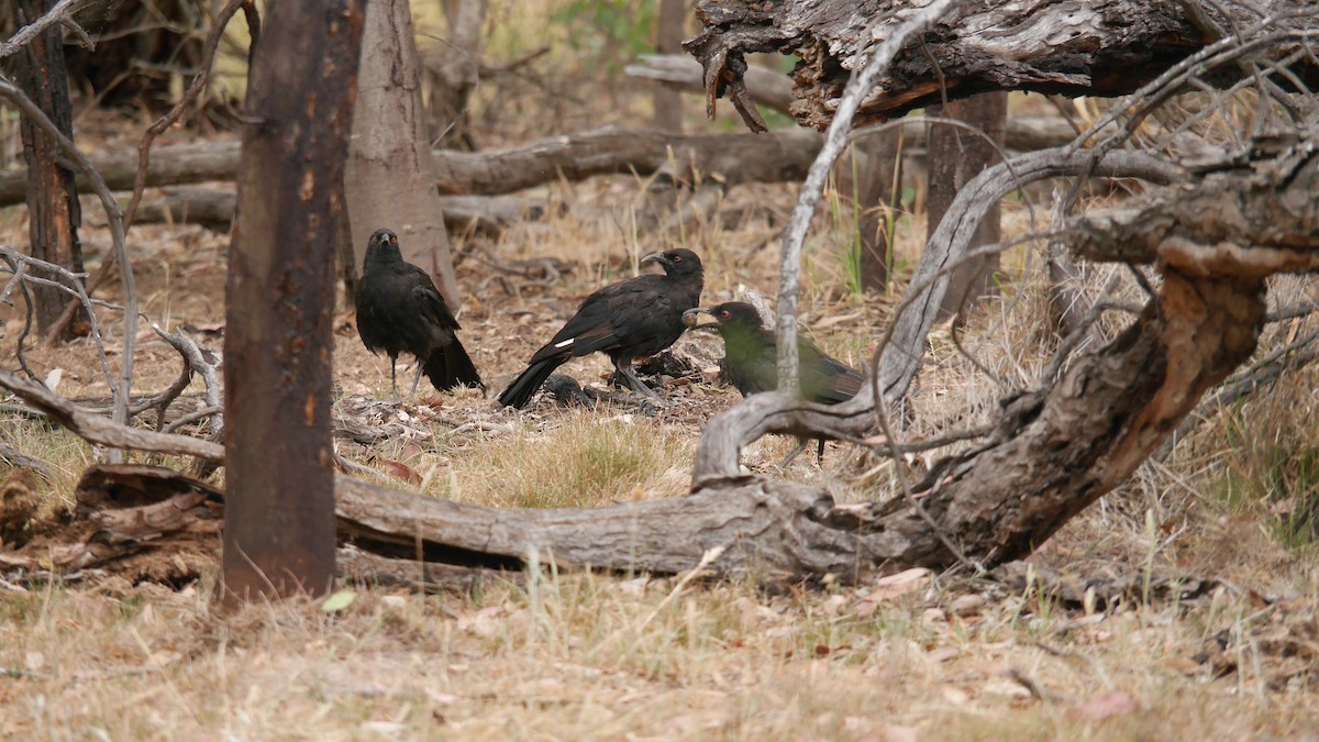 White-winged Chough - ML646663588