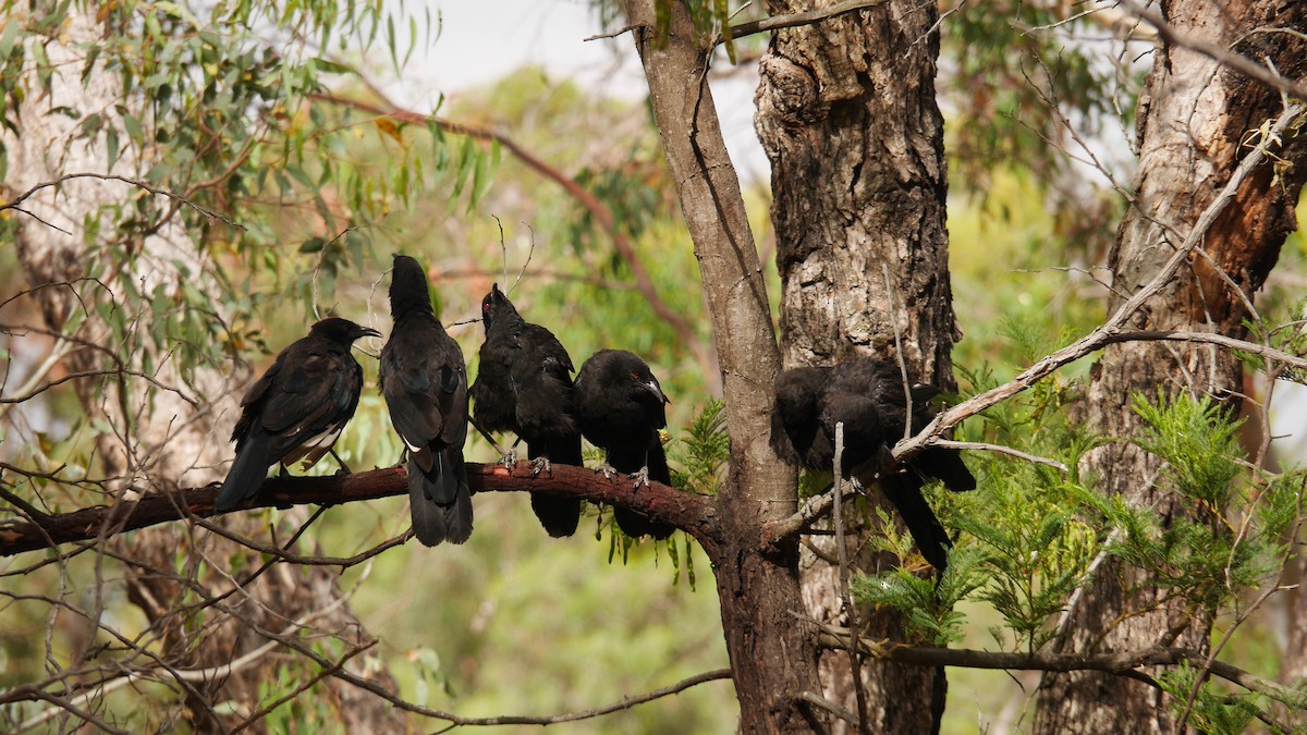 White-winged Chough - ML646663589
