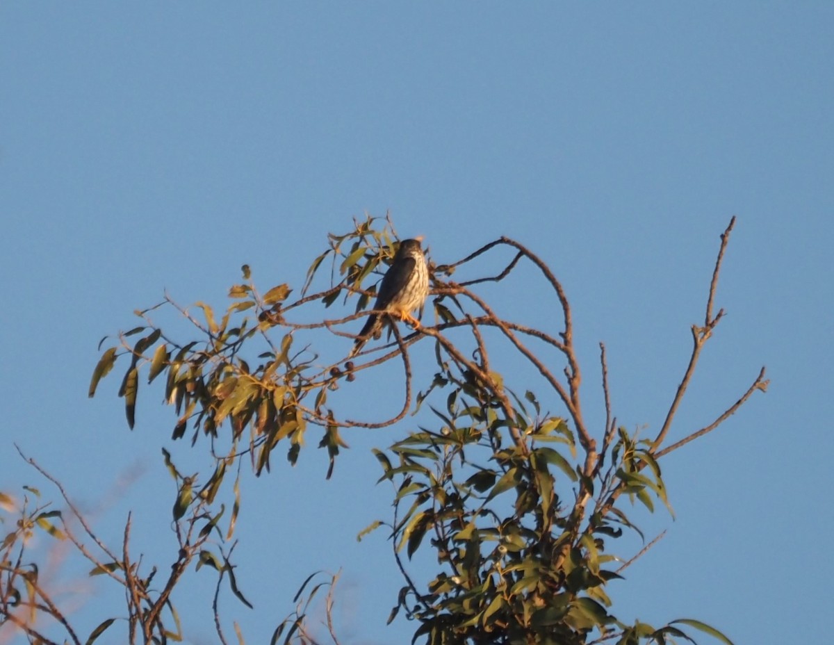 Merlin (Taiga) - ML646663590