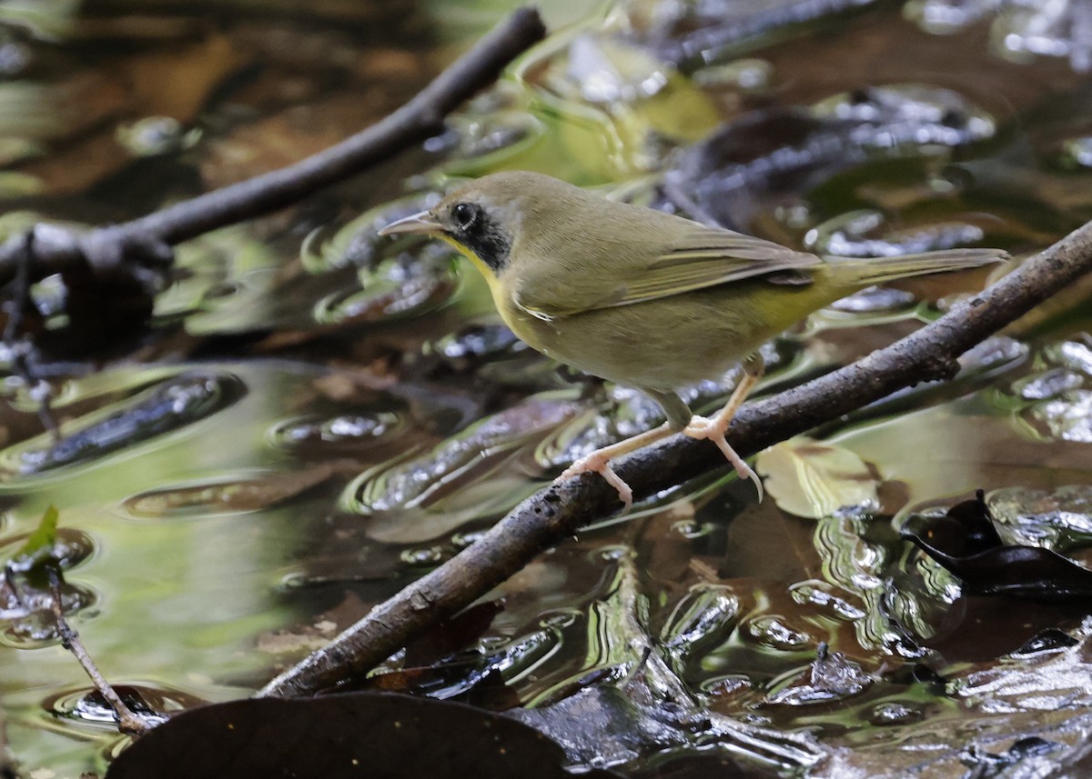 Reinita de Kentucky - ML646663591