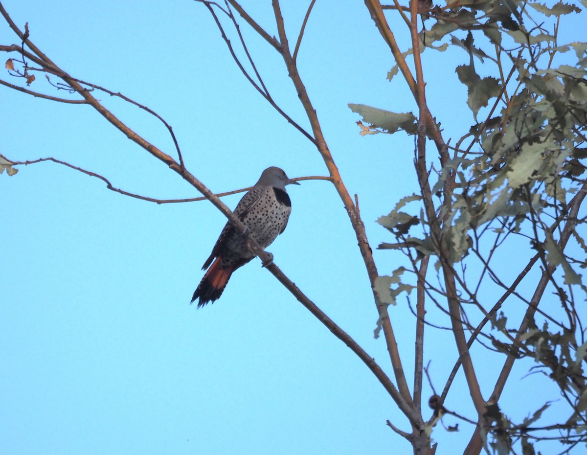 Northern Flicker (Red-shafted) - ML646663592