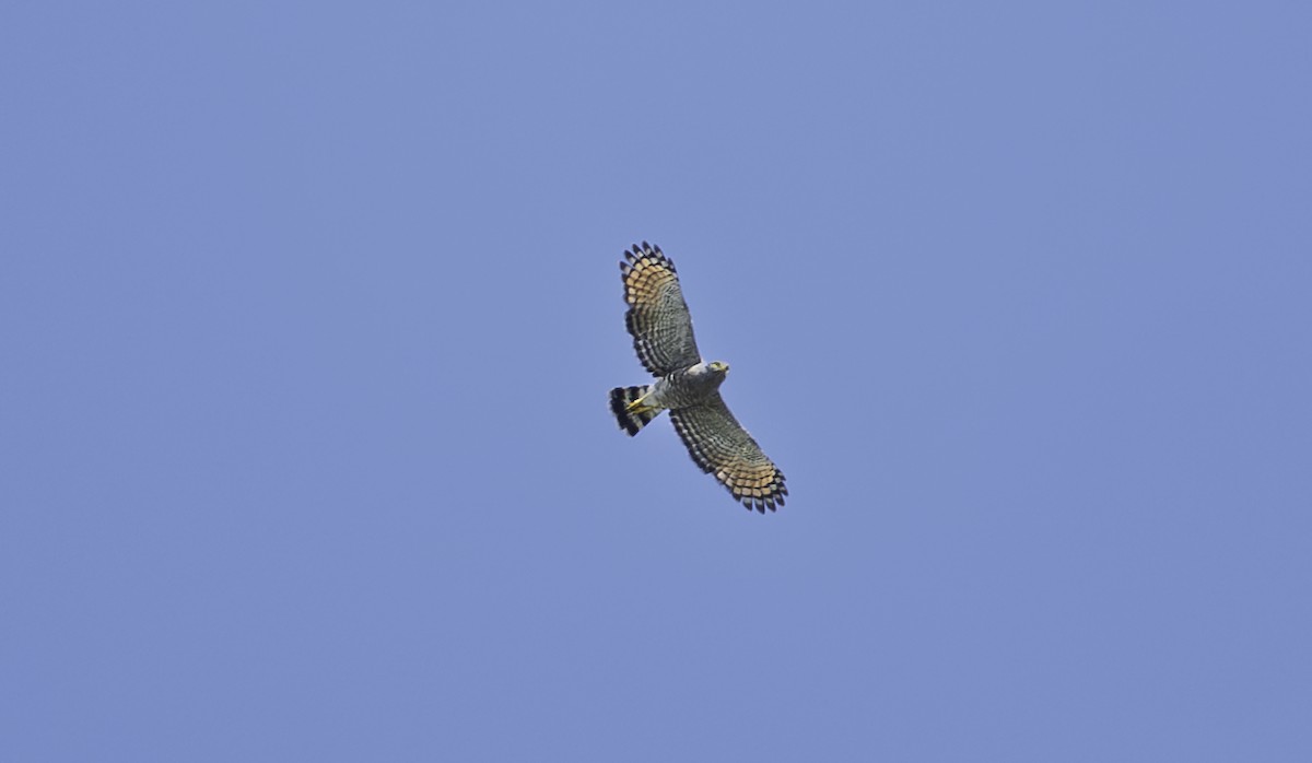 Roadside Hawk - ML646663595