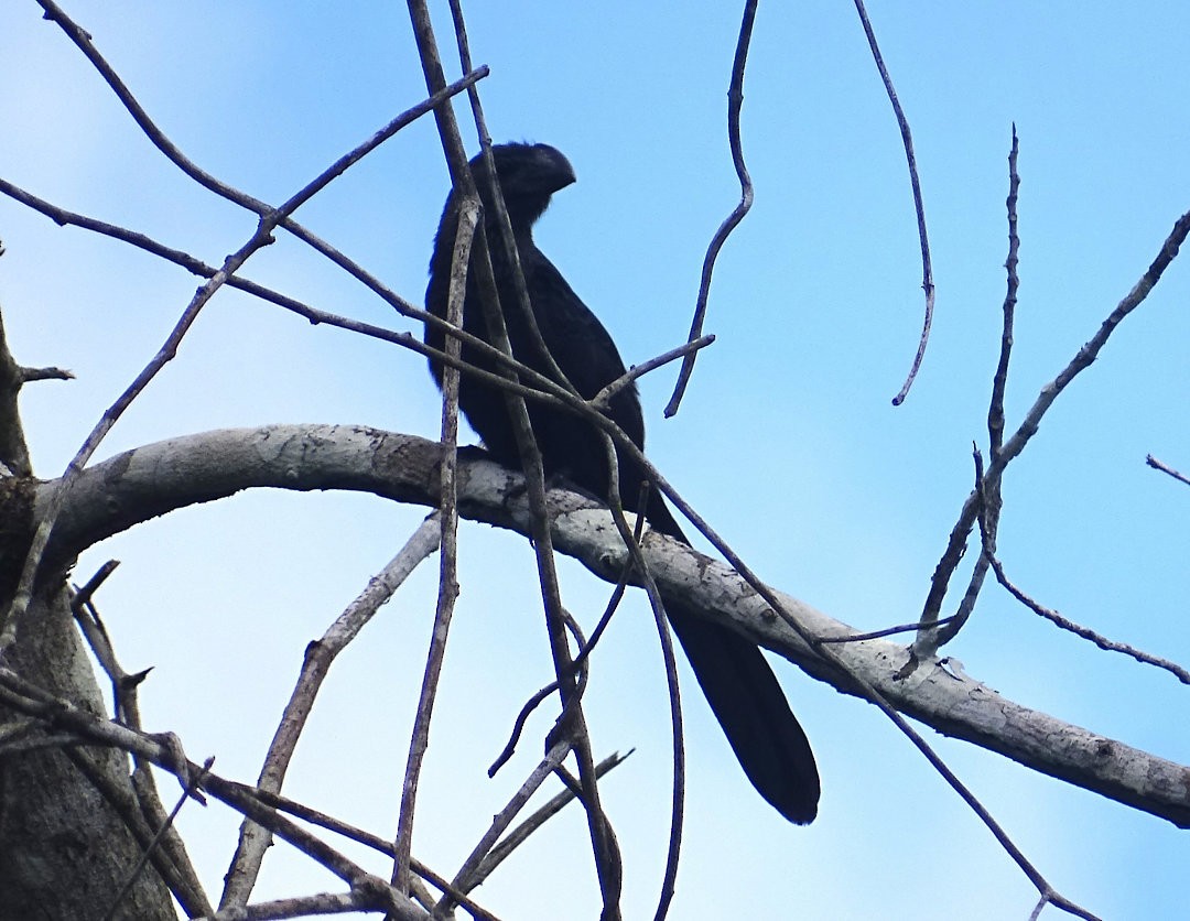 Smooth-billed Ani - ML646663596