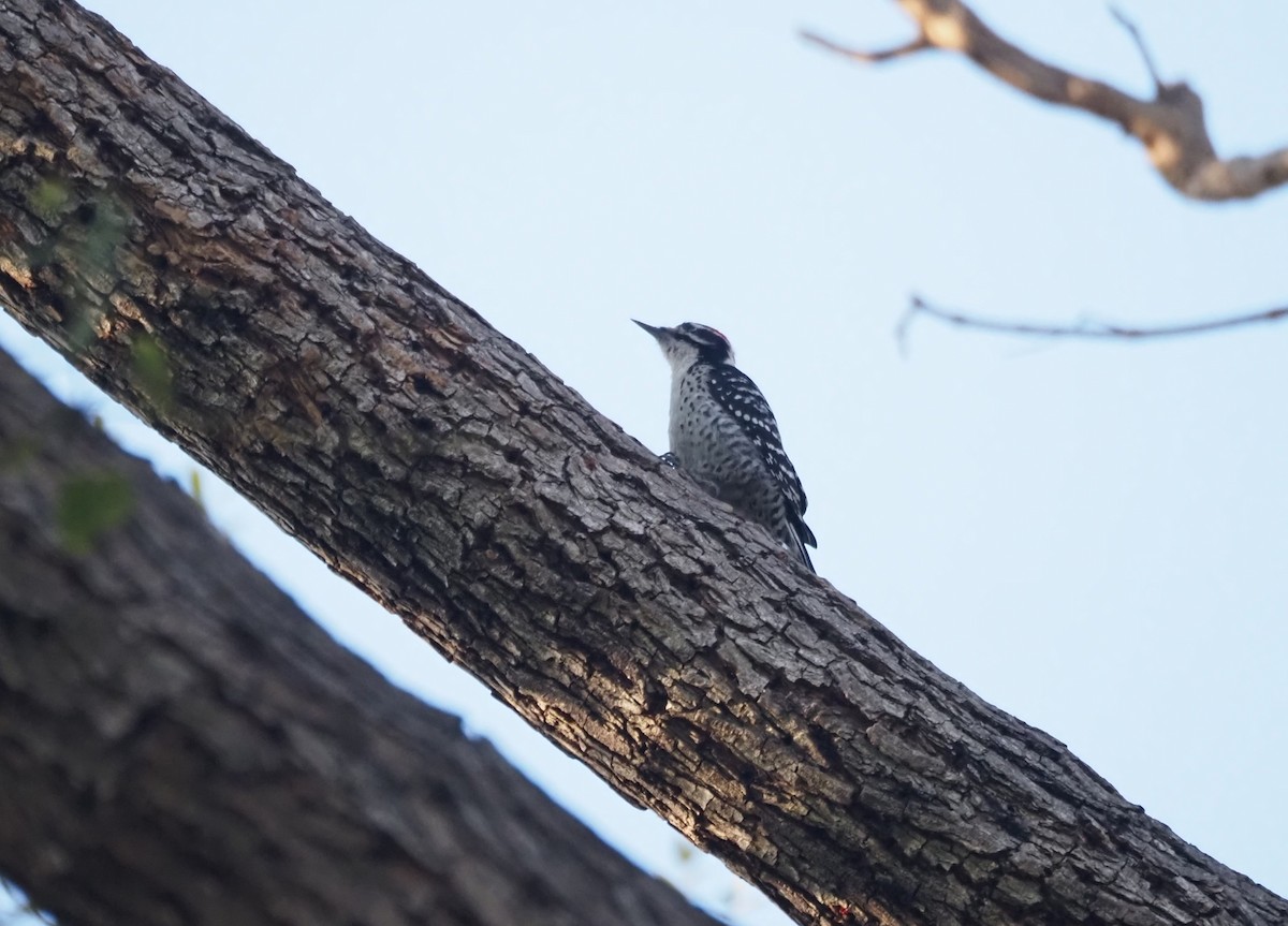 Nuttall's Woodpecker - ML646663598