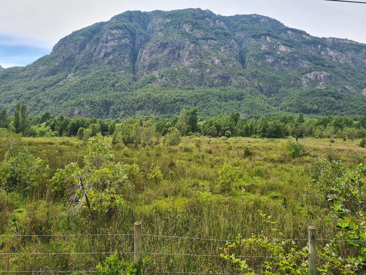 perlerikse - ML646663602