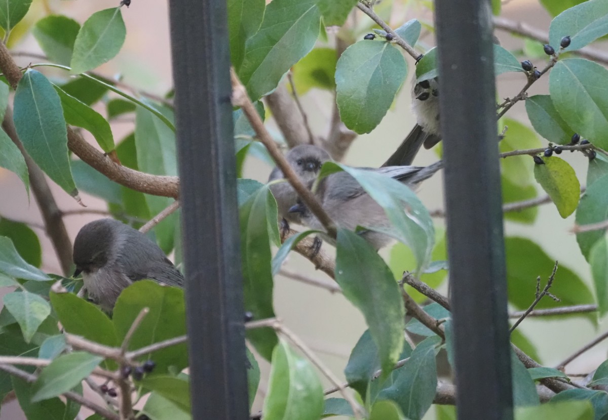 Bushtit - ML646663603