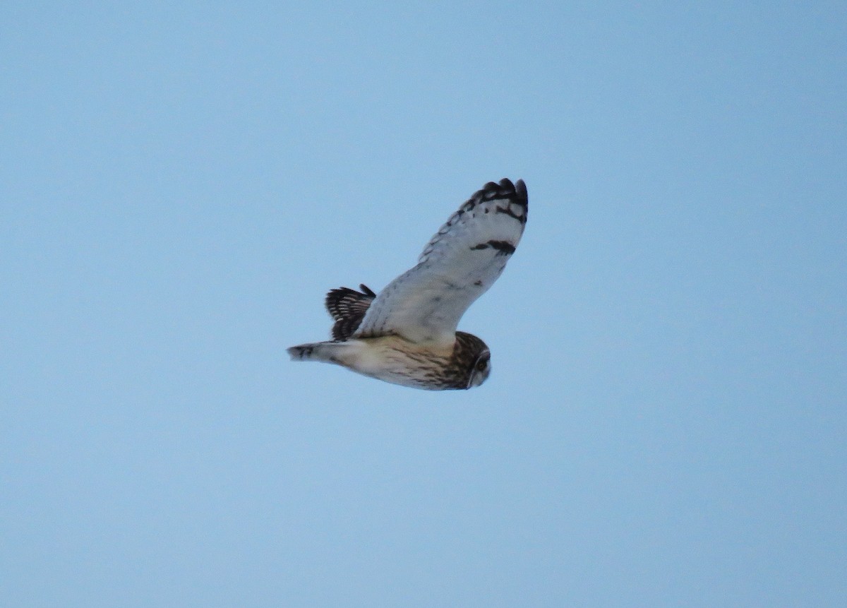 Zingira-hontza (flammeus) - ML646663604