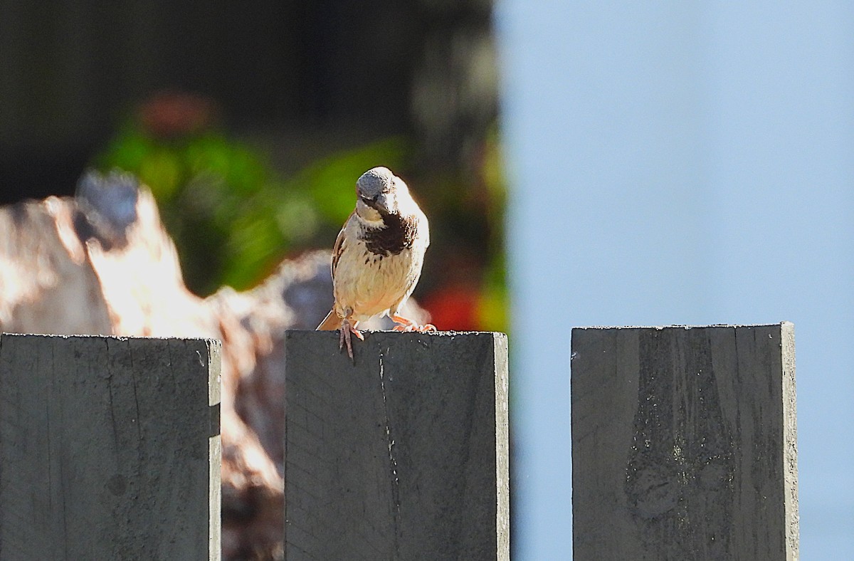 House Sparrow - ML646663605
