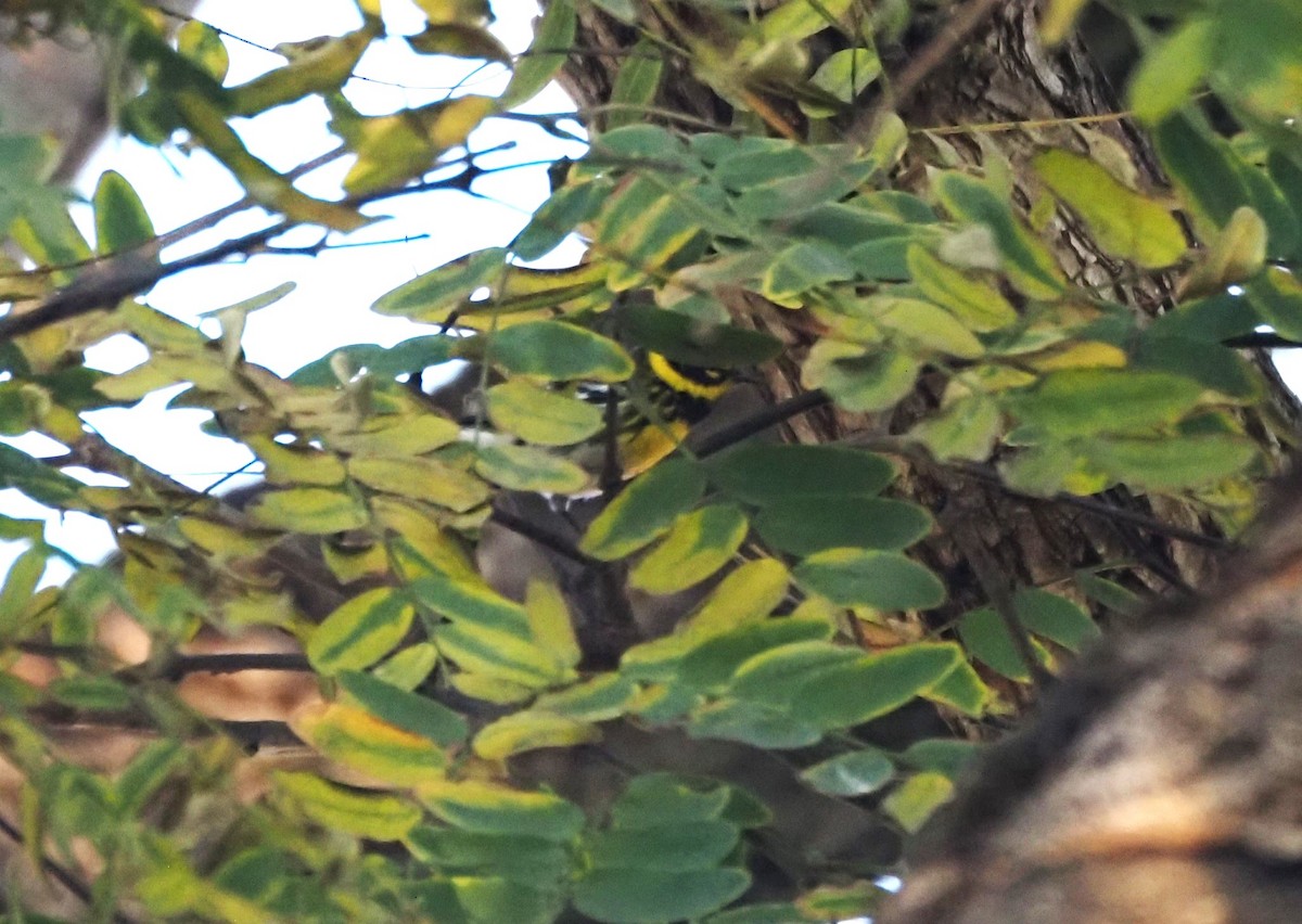 Townsend's Warbler - ML646663607