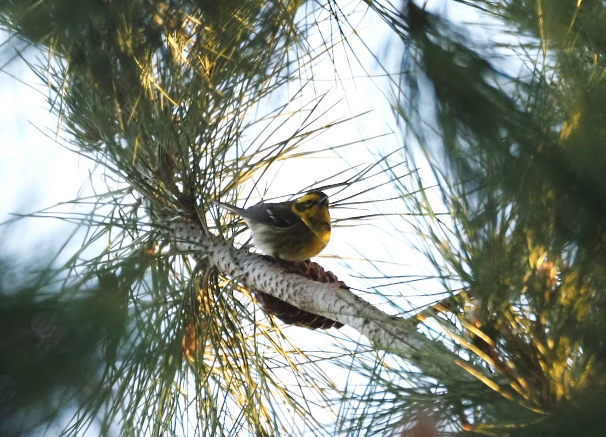 Townsend's Warbler - ML646663608