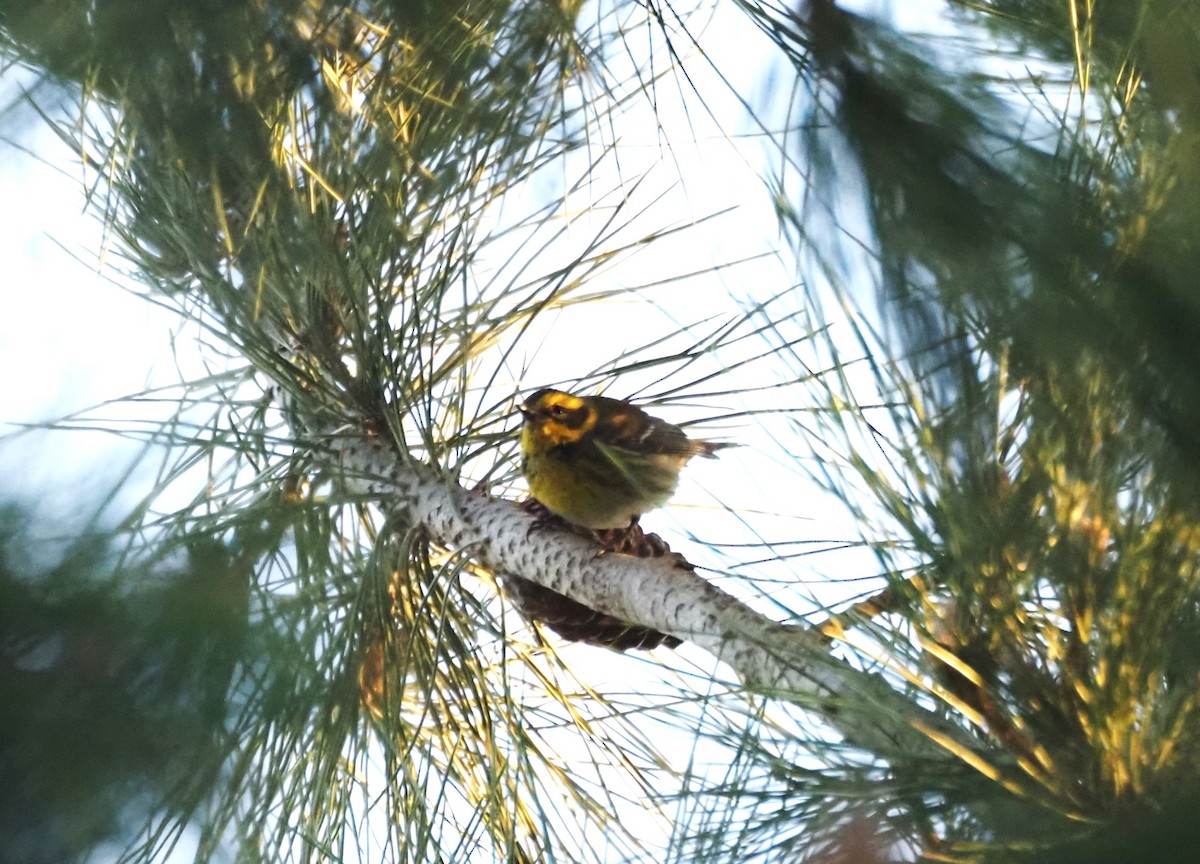 Townsend's Warbler - ML646663609