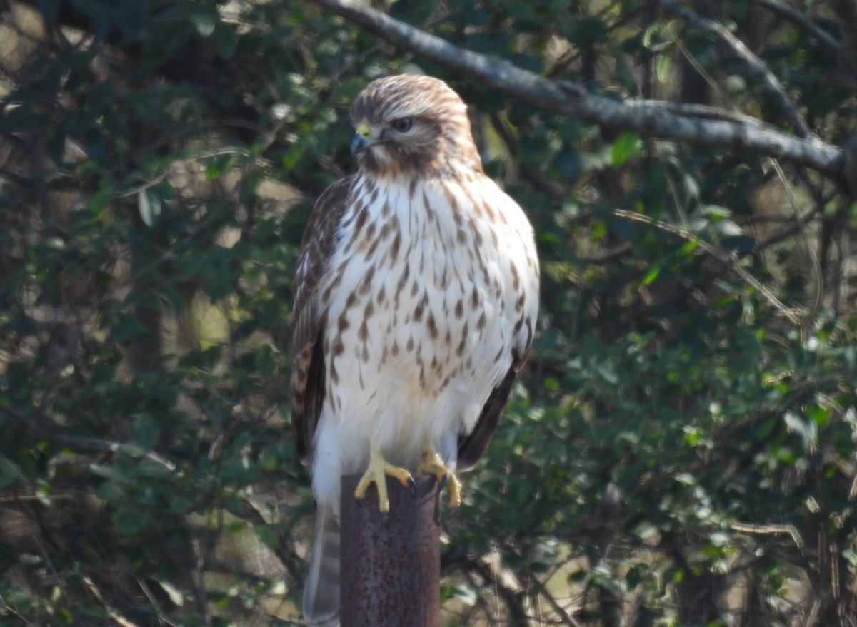 Red-shouldered Hawk - ML646663611