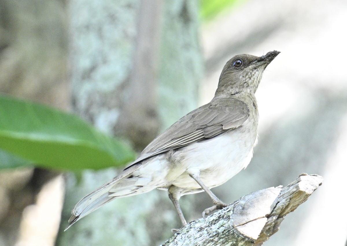 Black-billed Thrush - ML646663612