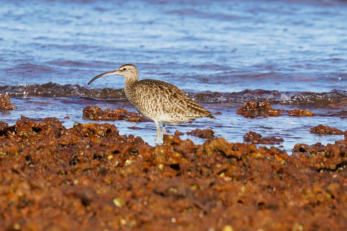 Eurasian Whimbrel - ML646663613