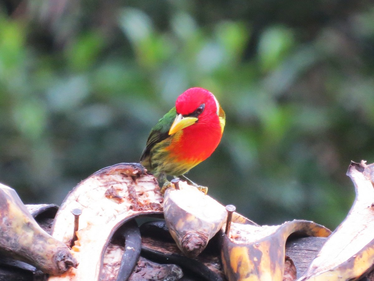 Red-headed Barbet - ML646663617