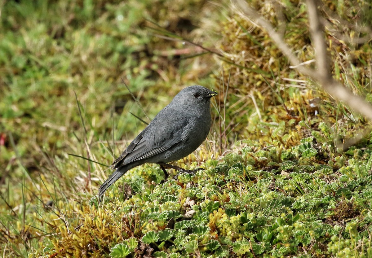 gråandesspurv - ML646663619