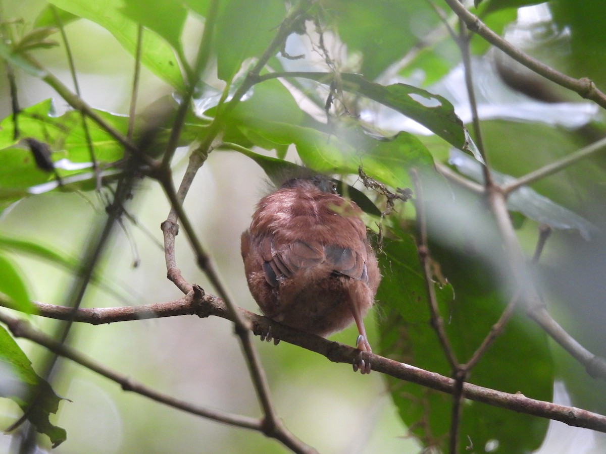 tanımsız Passeriformes sp. - ML646663621
