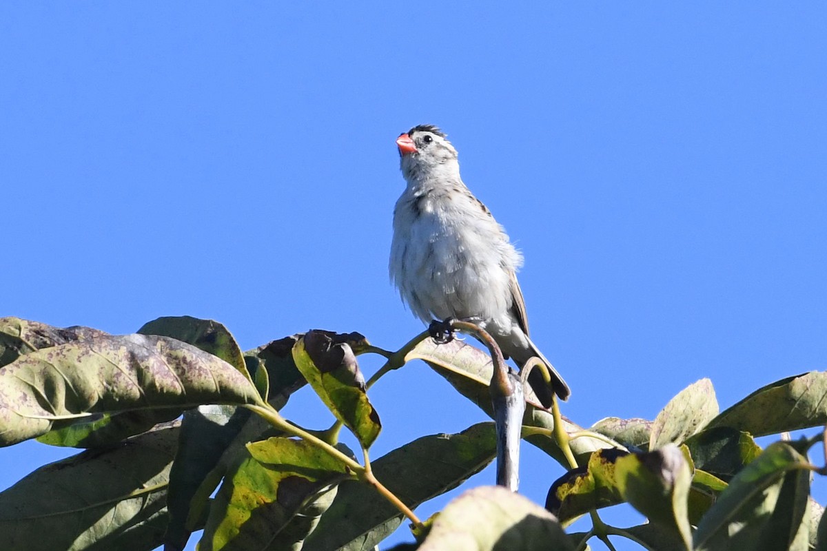 Pin-tailed Whydah - ML646663622