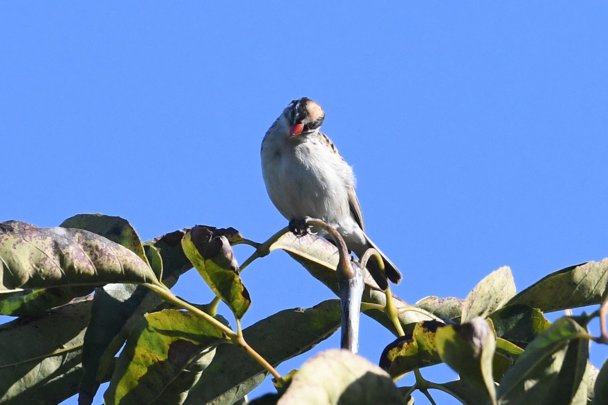 Pin-tailed Whydah - ML646663623